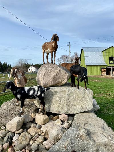 Groovy goat farm
